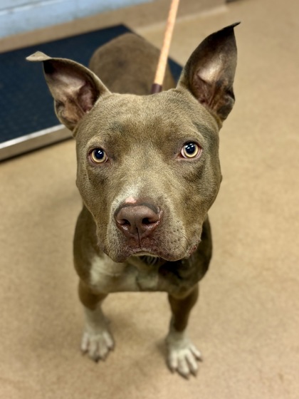 Shelter Stray Male Dog last seen Near Covington Drive, 30032, GA, 3280 Chamblee Dunwoody Rd, Chamblee, GA 30341, USA