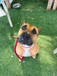 Shelter Stray Female Dog last seen Near Ferndale ave, 21207, MD, 2490 Giles Rd, Baltimore, MD 21225, USA