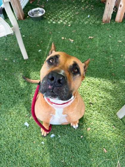 Shelter Stray Female Dog last seen Near Ferndale ave, 21207, MD, 2490 Giles Rd, Baltimore, MD 21225, USA