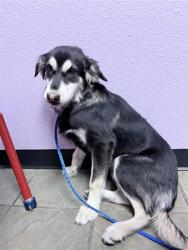 Shelter Stray Male Dog last seen Near Biddleston Dr,, CITY of El Paso, TX, 5001 Fred Wilson Ave, El Paso, TX 79906, USA