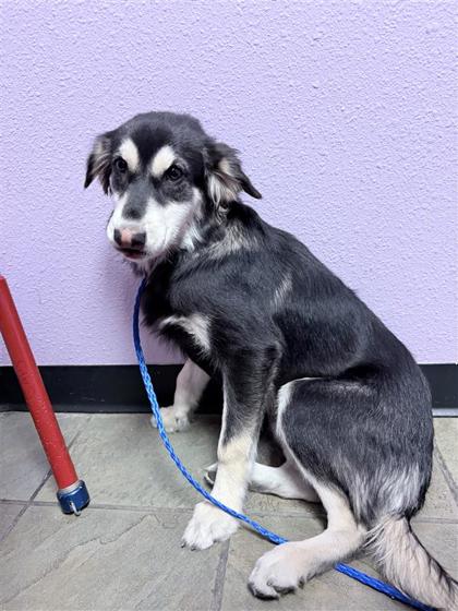 Shelter Stray Male Dog last seen Near Biddleston Dr,, CITY of El Paso, TX, 5001 Fred Wilson Ave, El Paso, TX 79906, USA