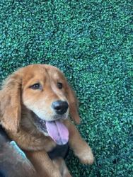 Shelter Stray Male Dog last seen Near Jennifer Claire Ln, CITY of El Paso, TX, 5001 Fred Wilson Ave, El Paso, TX 79906, USA