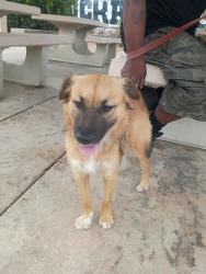 Found/Stray Female Dog last seen On Albany by elementary school, Chula Vista, CA 91912