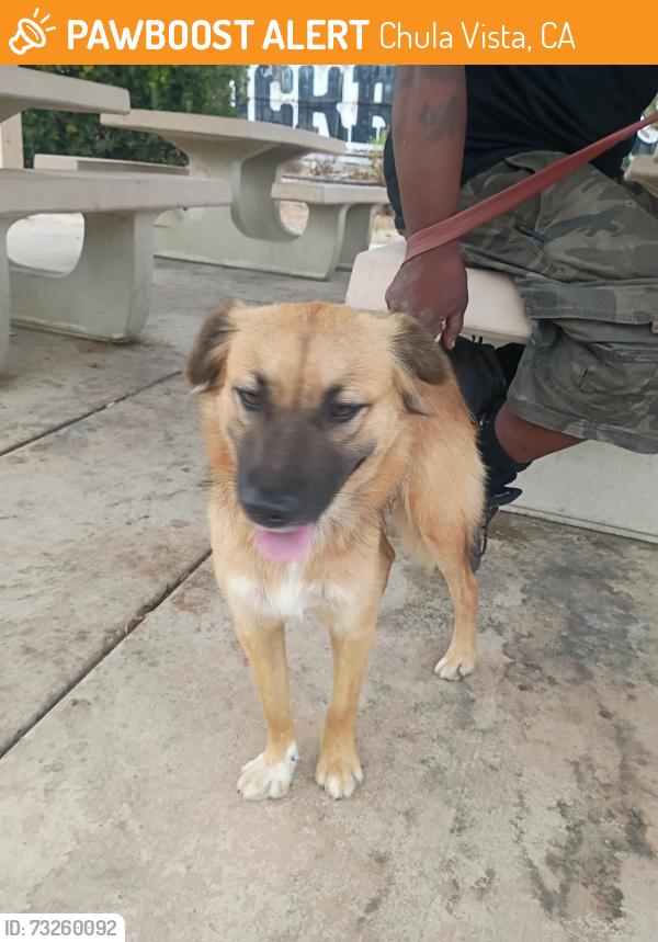 Found/Stray Female Dog last seen On Albany by elementary school, Chula Vista, CA 91912