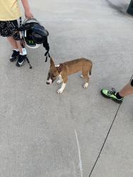 Found/Stray Male Dog last seen Riverbend park, Dalton, GA 30721