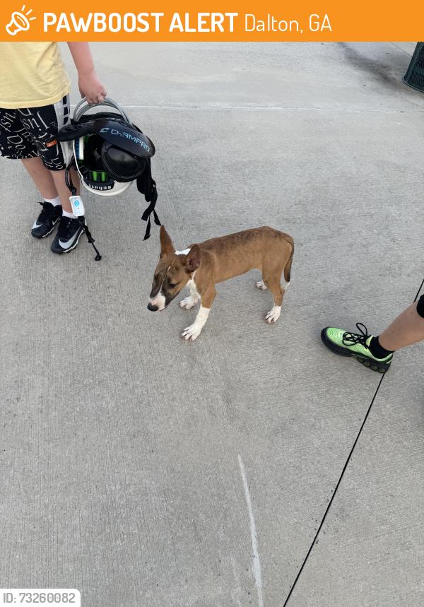 Found/Stray Male Dog last seen Riverbend park, Dalton, GA 30721