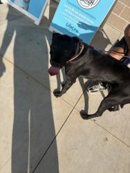 Shelter Stray Male Dog last seen Near Muscogee Ave, Atlanta, GA, 1251 Fulton Industrial Blvd NW, Atlanta, GA 30336, USA