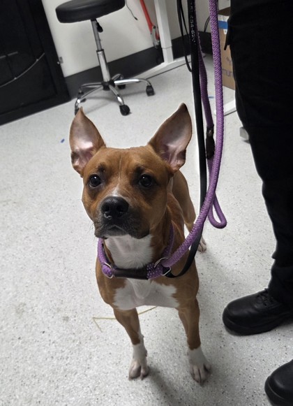 Shelter Stray Male Dog last seen Near Chandler St, Oakland, CA, 1101 29th Ave, Oakland, CA 94601, USA