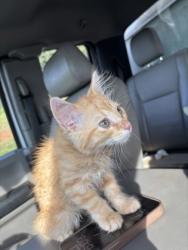 Shelter Stray Male Cat last seen Near Cleveland Ave, Atlanta,, 1251 Fulton Industrial Blvd NW, Atlanta, GA 30336, USA