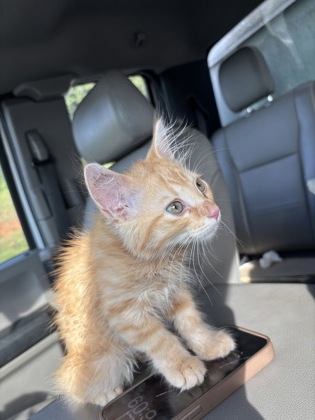 Shelter Stray Male Cat last seen Near Cleveland Ave, Atlanta,, 1251 Fulton Industrial Blvd NW, Atlanta, GA 30336, USA