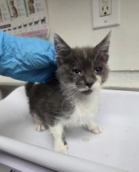 Shelter Stray Male Cat last seen 78th Ave, Oakland, CA, 1101 29th Ave, Oakland, CA 94601, USA