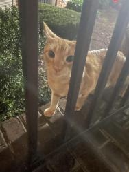 Found/Stray Unknown Cat last seen Exchange at Van Dorn, Alexandria, VA 22304