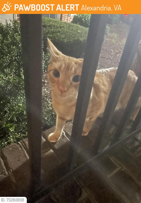 Found/Stray Unknown Cat last seen Exchange at Van Dorn, Alexandria, VA 22304