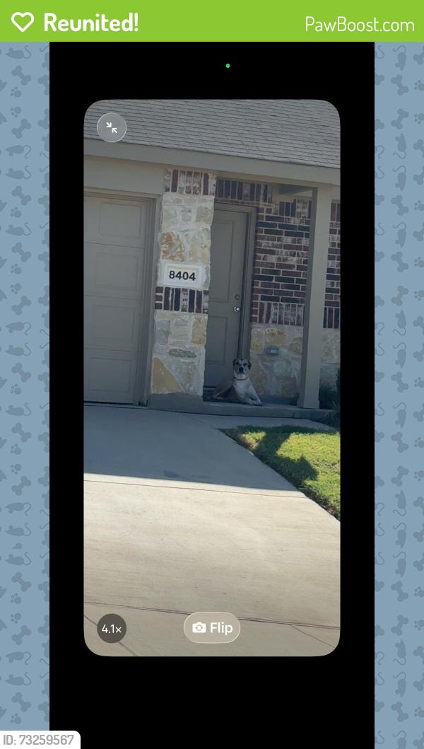 Reunited Female Dog last seen hollow bend, Fort Worth, TX 76123