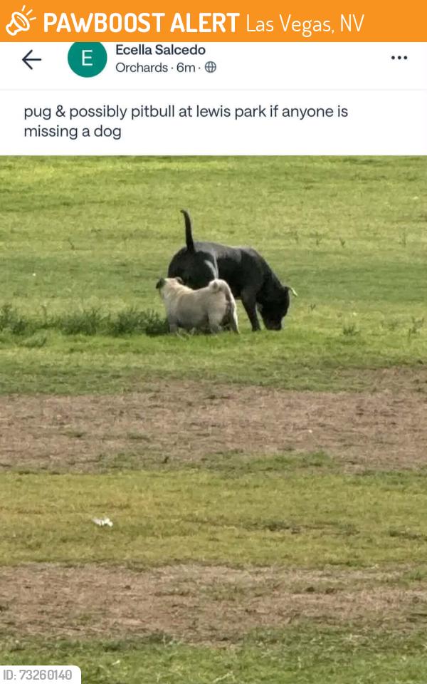 Found/Stray Unknown Dog last seen Near Tree Line, Lewis Park, Las Vegas, NV 89142