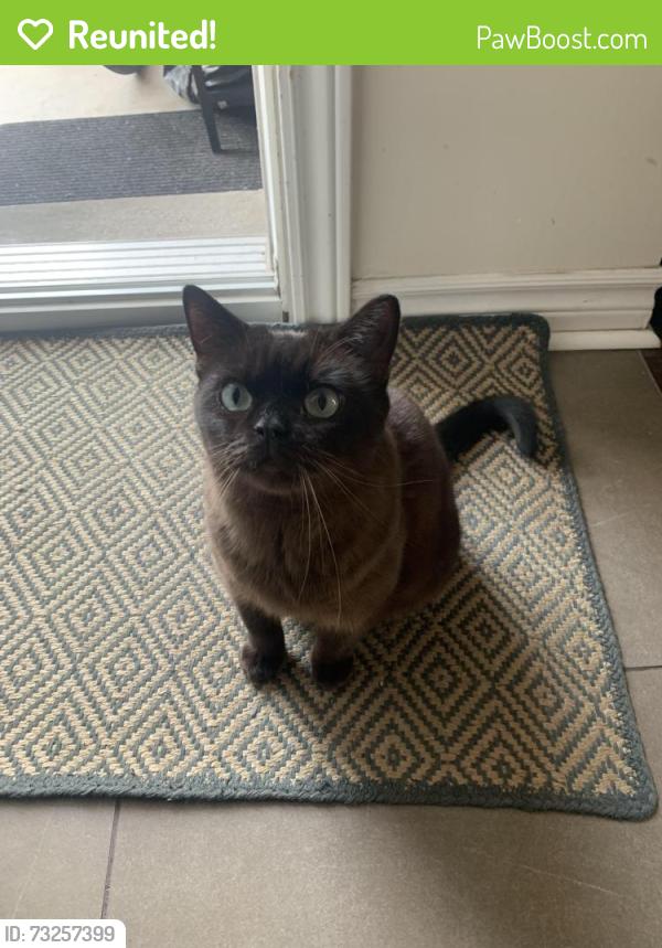 Reunited Female Cat last seen Corner saint-Emilie and beaudoin in saint-Henri, montreal, Montréal, QC H4C 2Y2