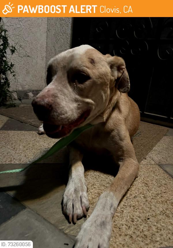 Found/Stray Male Dog last seen Clovis Winco, Clovis, CA 93612