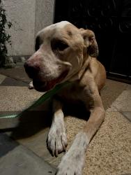 Found/Stray Male Dog last seen Clovis Winco, Clovis, CA 93612