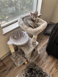 Lost Female Cat last seen Main & Memorial, The Colony, TX 75056