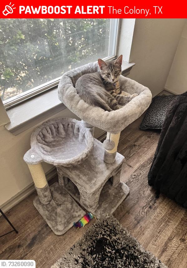 Lost Female Cat last seen Main & Memorial, The Colony, TX 75056