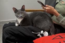 Lost Male Cat last seen Piedmont Forest subdivision, Cobb County, GA 30062