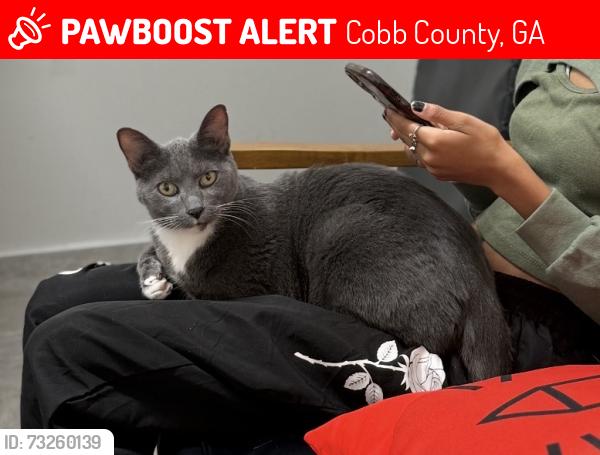 Lost Male Cat last seen Piedmont Forest subdivision, Cobb County, GA 30062