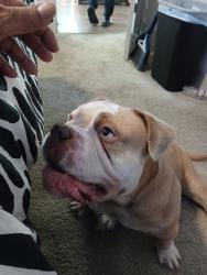Reunited Male Dog last seen Fruitvale Avenue Oakland CA, Oakland, CA 94602
