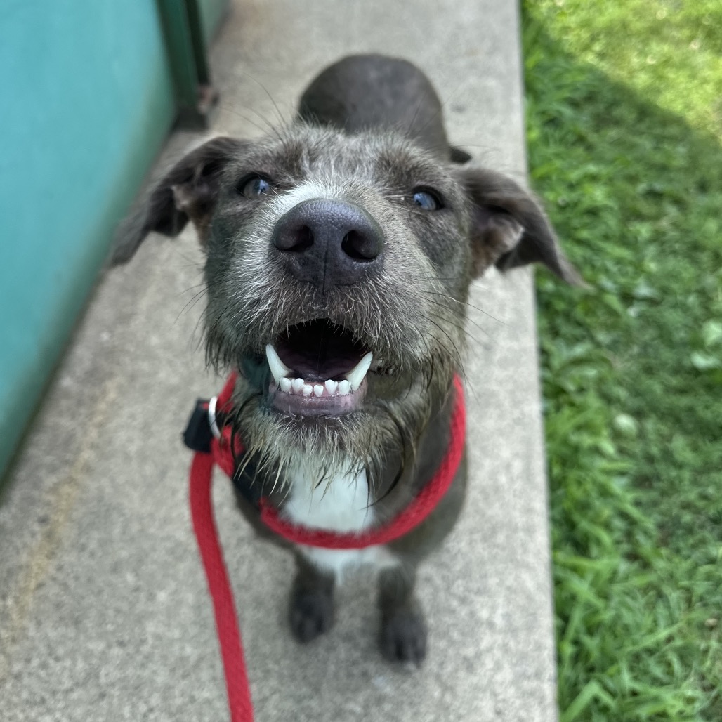 Shelter Stray Female Dog last seen , Animal Care & Control Team of Philly, 111 W Hunting Park Ave, Philadelphia, PA 19140, USA