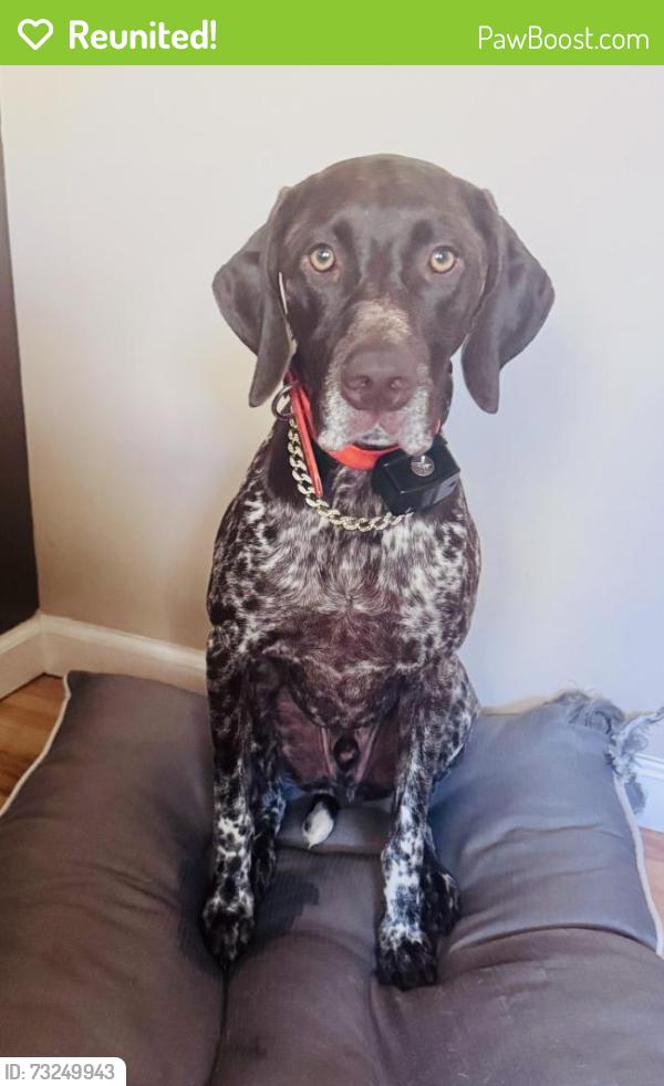 Reunited Male Dog last seen Founders Road, Zephyrhills, FL 33542