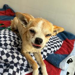 Shelter Stray Male Dog last seen , 361 S Raymond Ave, Pasadena, CA 91105, USA