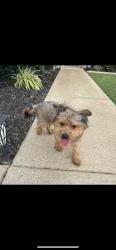 Reunited Male Dog last seen Near National Dr, Murfreesboro, TN 37128, USA, Murfreesboro, TN 37128