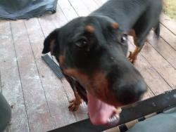 Found/Stray Female Dog last seen 40th and Broadway, Oklahoma City, OK 73109