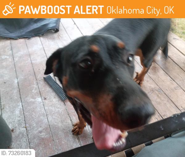 Found/Stray Female Dog last seen 40th and Broadway, Oklahoma City, OK 73109