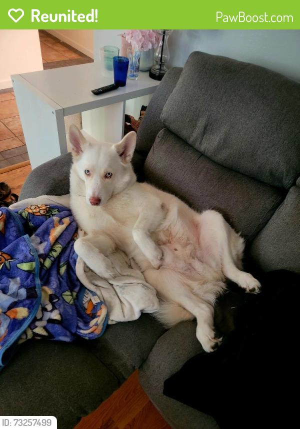 Reunited Male Dog last seen Oak Ave and near C Bar C Park., Citrus Heights, CA 95610