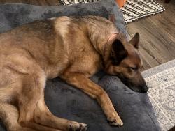 Lost Female Dog last seen Zeb Helms Rd and Waxhaw Highway, Monroe, NC 28112