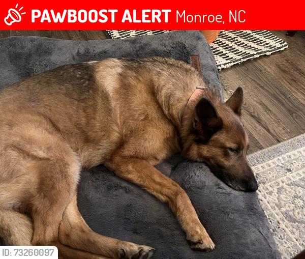Lost Female Dog last seen Zeb Helms Rd and Waxhaw Highway, Monroe, NC 28112