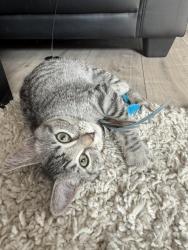 Lost Female Cat last seen Feathertail and falcon drive in new bothwell, New Bothwell, MB R0A 1C0