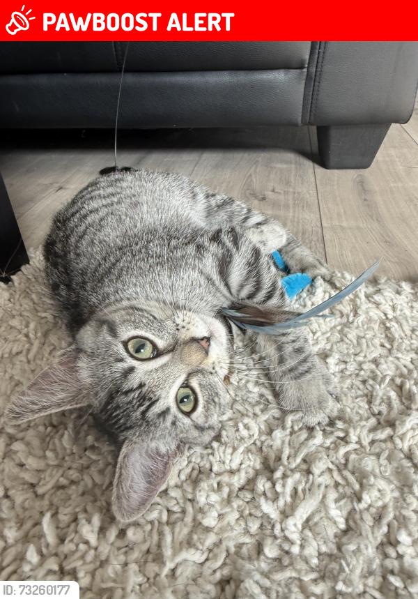 Lost Female Cat last seen Feathertail and falcon drive in new bothwell, New Bothwell, MB R0A 1C0