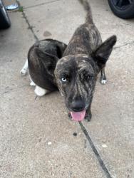 Found/Stray Unknown Dog last seen Kroger woodforest, Houston, TX 77015