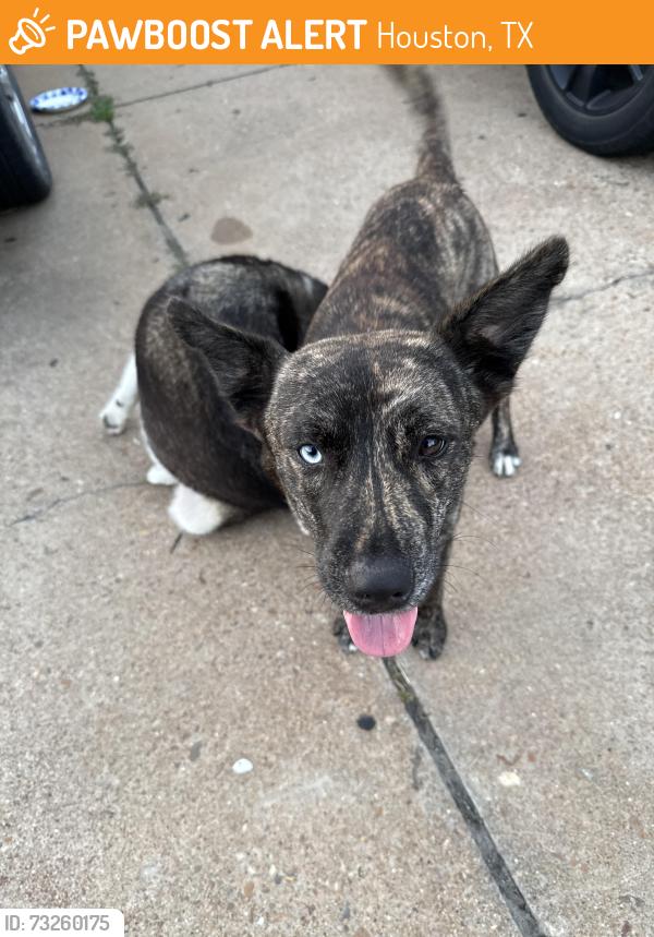 Found/Stray Unknown Dog last seen Kroger woodforest, Houston, TX 77015