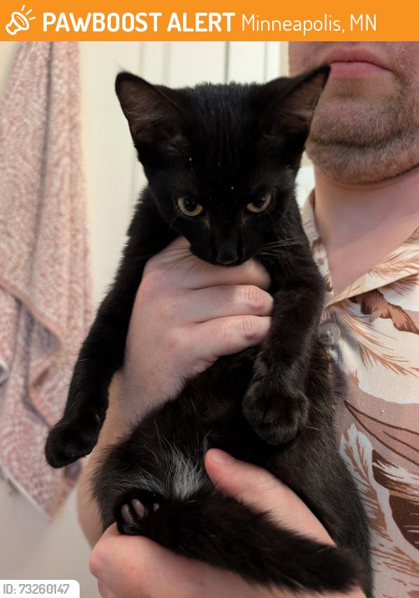 Found/Stray Female Cat last seen Open Eye Theater, Minneapolis, MN 55404