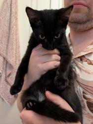 Found/Stray Female Cat last seen Open Eye Theater, Minneapolis, MN 55404