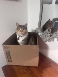 Lost Female Cat last seen Washington Ave and Palm, Naples, FL 34112