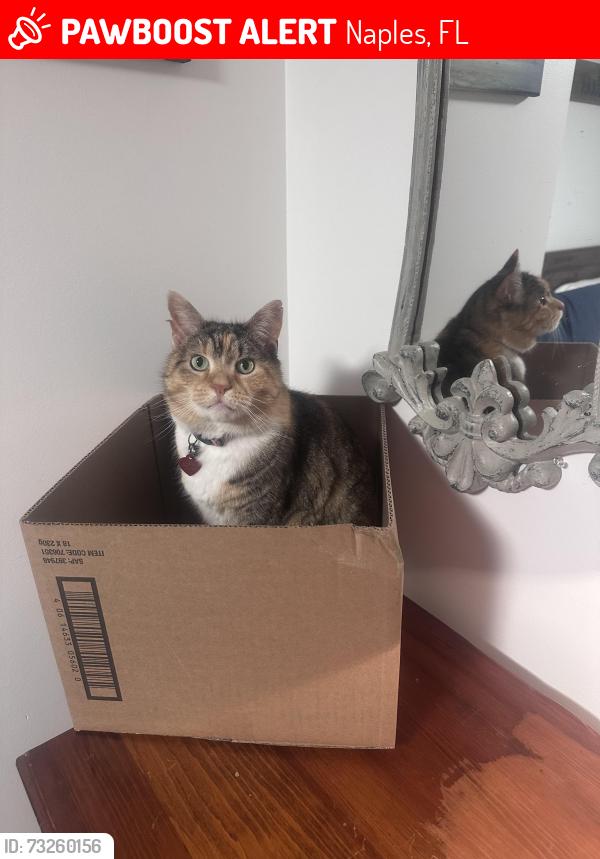 Lost Female Cat last seen Washington Ave and Palm, Naples, FL 34112