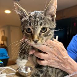 Found/Stray Male Cat last seen Bowie Rd and Shiloh Ct, Laurel, MD 20708