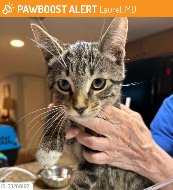 Found/Stray Male Cat last seen Bowie Rd and Shiloh Ct, Laurel, MD 20708