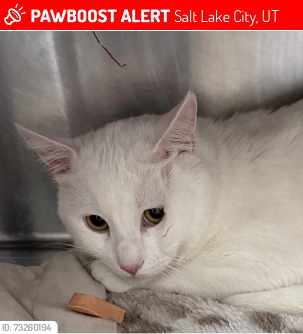 Lost Male Cat last seen Wasatch drive, Salt Lake City, UT 84108