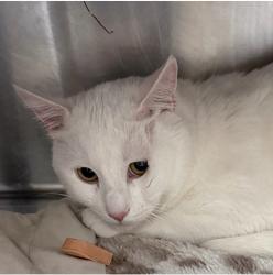 Lost Male Cat last seen Wasatch drive, Salt Lake City, UT 84108