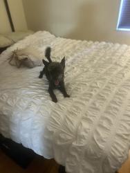 Lost Male Dog last seen Near 29th Ave oakland, Oakland, CA 94601