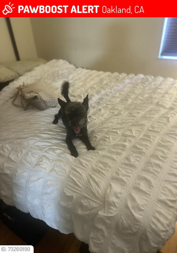Lost Male Dog last seen Near 29th Ave oakland, Oakland, CA 94601